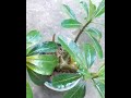 เปิดกล่องต้นที่41 ชวนชมเขาหินซ้อน unbox adenium obesum plant