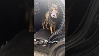 アメリカの警察犬のすごさ