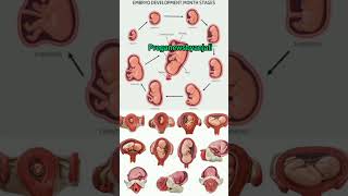 Fetal and embryo development in mom's womb ❤️🥰#shortsfeed #pregnancy #baby