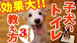 【トイレトレーニング】子犬を迎えた時に一番最初に教えるトイレの教え方。３つのポイントを押さえて成功率を格段に上げる！