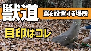 狩猟　イノシシ猟　見逃すな！この目印でイノシシは獲れます！くくり罠を設置する獣道はコレを目印にする