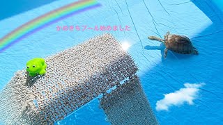 【ヤエヤマイシガメ】かめきちプールをリニューアル🏝泳いでくれるかな⁈💕