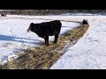 two tips for raising healthy calves through winter