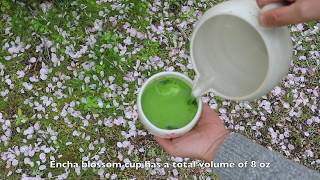 Whisk Encha Organic Matcha in Cherry Blossom Cup in Sakura Season in Japan