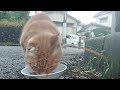 美猫のミミちゃんもバイク食堂に来てくれました❗雨宿りも上手に出来てたね‼️お腹空いてたみたいパクパク⤴️なんだニャン❤️