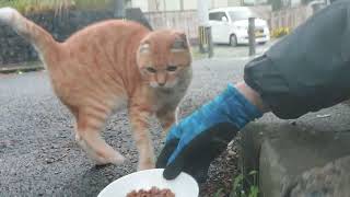 美猫のミミちゃんもバイク食堂に来てくれました❗雨宿りも上手に出来てたね‼️お腹空いてたみたいパクパク⤴️なんだニャン❤️