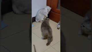 貓咪搞笑影片 #貓 #搞笑 #寵物 #shorts #cats #animals #funny