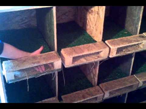 Roll out nest boxes. For Egg Eaters & Cleaner Eggs. Roll out nest boxes. For Egg Eaters & Cleaner Eggs.