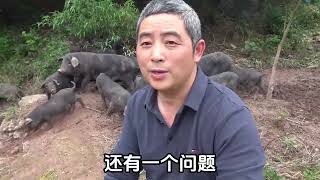 农村娃回家创业养跑猪，历时2年学习突破，如此革新那才叫大胆