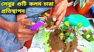 Air layering lemon tree porting | গুটি কলমের মাধ্যমে লেবু-চারার প্রতিস্থাপন ও লেবু গাছের পরিচর্যা।