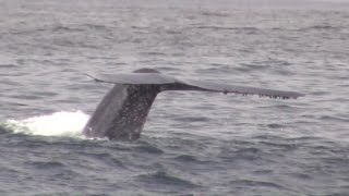 7.29.16 Blue Whales, Humpback Whales, Pacific white-sided Dolphin \u0026 Northern Right Whale Dolphin