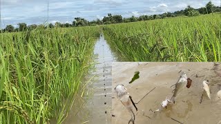 พายุมาน้ำแก่งขึ้นกะไปหาใส่มองเอาปลาน้ำแก่ง(ພາຍຸມານຳ້ແກ່ງຂື້ນຫາໃສ່ມອງເອາປາ)