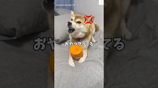 おやつは絶対に守る‼️柴犬の強い意志が面白い😂　#柴犬　#犬　#犬のいる暮らし #おもしろ #面白い