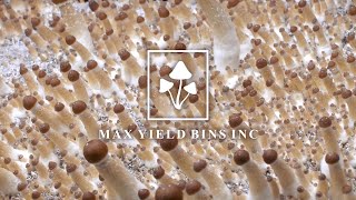 Max Yield Bins - Setting up Your Mushroom Fruiting Chamber
