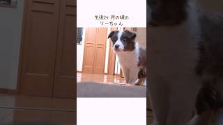 全力で突進してくる子犬がパワフルすぎるw【ボーダーコリー】 #shorts #dog