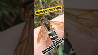 Huge Cicada Killers in my yard. They dig big holes and DON’T sting. #nature #cicada #insects #bugs