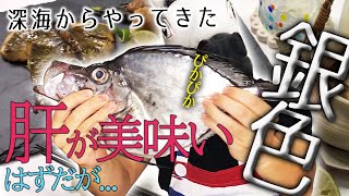 【魚を捌く】まるで鏡！カガミダイを捌く。肝が美味い魚なのだが今回は？！珍しいお魚！