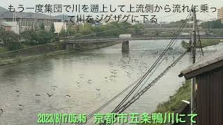 台風7号で増水した鴨川を渡る🦆かも達❣️