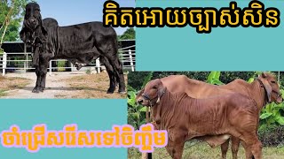 គិតអោយច្បាស់សិន ប្រយ័ត្នស្តាយក្រោយ