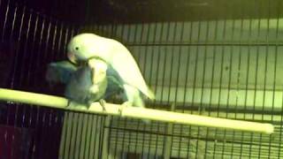 Breeding Pair Of Love Birds.