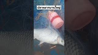 ปลาหมากบาน5กิโล ( ปลาแม่น้ำโขง)@Numkong_fishing-lao