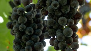 Valorizzazione vigneti eroici