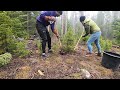 Lodgepole Pine Tree Transplant