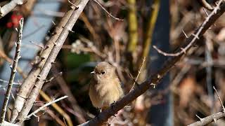 【野鳥】ジョウビタキ　Daurian redstart【birdwatching】