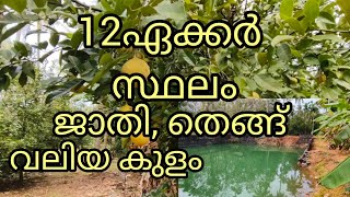 12ഏക്കർ സ്ഥലം സെന്റിന് -80,000|ജാതി തെങ്ങ് കവുങ്ങ്.