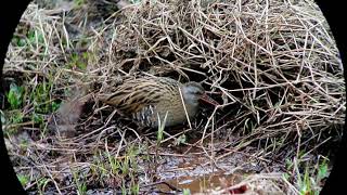 クイナ　Water rail　2014/3/9＠Nagasaki