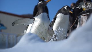 おたる水族館 ジェンツーペンギンの雪中散歩！ダディも参加したよ！