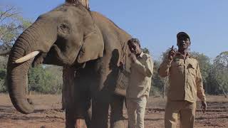 Dubare Elephant Camp - Documentary