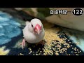 文鳥飼育日記シーズン2第813回目