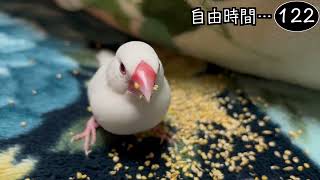 文鳥飼育日記シーズン2第813回目