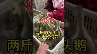 #狮头鹅苗孵化厂 #原种一号狮头种鹅 #狮头鹅   #animals