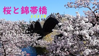 サクラチャンネル２０２２　桜と錦帯橋