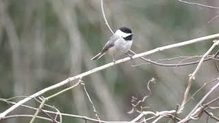 Carolina Chickadee Calling
