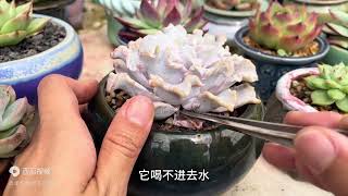 一个月前种的芭蕾舞者白饺子，现在服盆了没？要注意什么？