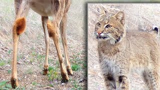 BOBCAT STALKS, DEER STOMPS