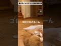 【誰にゃ！ロイを笑ったのは！】ねこ社員ロイ u0026ジェイが、猫・犬のおしっこチェックの大切さを伝えるnyanpling公式ch！応援よろしくにゃ🐾 にゃんこ 猫好きさんと繋がりたい cats 猫