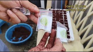 SOWING OLMETIE LETTUCE SEEDS