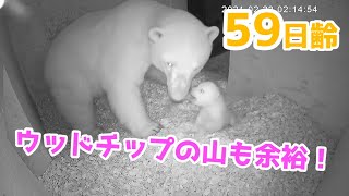 【ホッキョクグマ】勢いよく歩き出した赤ちゃんに焦るユキ【59日齢】Polar Bear Baby Growth Record(Day 59)