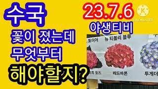 수국!꽃이 진 후 내년에 꽃 많이 보려면 이것부터 해야합니다.