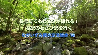 長泉町でもわさびが採れる！桃沢のわさび沢を行く