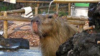 埼玉：カピバラ温泉～打たせ湯　Capybaras' Onsen