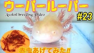 【ウーパールーパー】飼育 23冷凍赤虫あたえてみたaxolotl