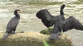 【野鳥】羽を広げる川鵜（カワウ）広島県黒瀬川にて Phalacrocorax carbo