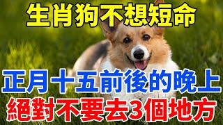 風水大師提醒：正月十五前後的晚上，生肖狗絕對不要去這3個地方，會敗壞三代人的命運！再忙也要花5分鐘看看！【禪定自在】#生肖 #運勢 #命理 #屬相 #風水