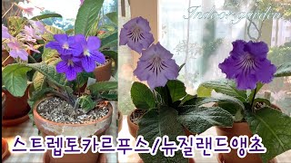 겹페츄니아 발렌타인/블루/뉴질랜드앵초/흰곰팡이