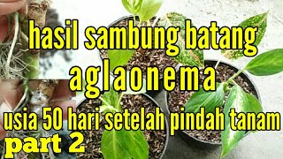 results of grafting stem aglaonema || part 2